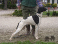 Pedigree TARTARO DEL VENTO Pedigree TARTARO DEL VENTO